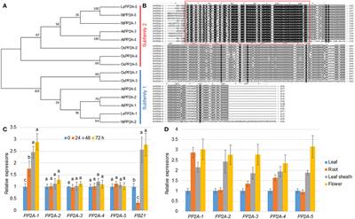 Protein Phosphatase 2A Catalytic Subunit PP2A-1 Enhances Rice Resistance to Sheath Blight Disease